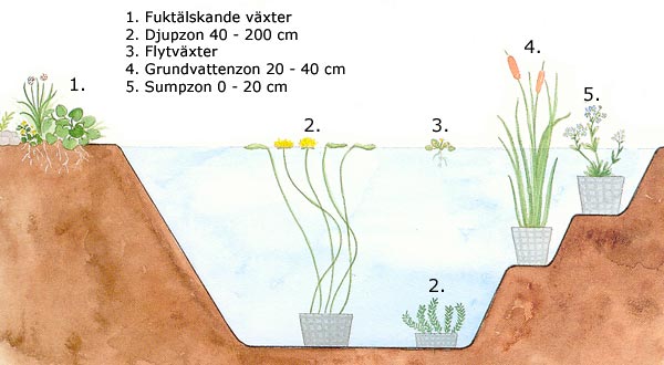 zoner plantera vattenväxter