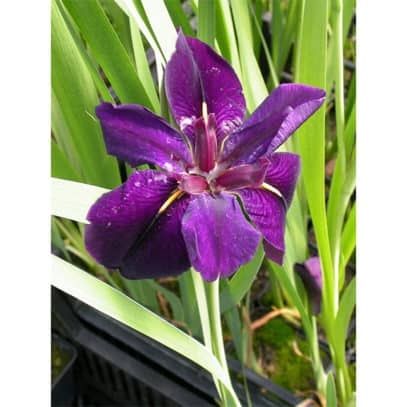 Iris Lousiana “Black gamecock”