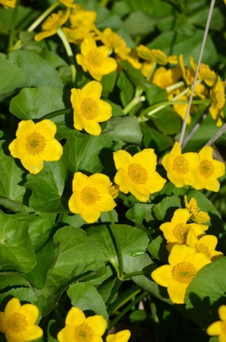 Caltha palustris