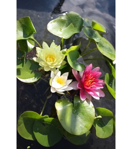 nymphaea trio